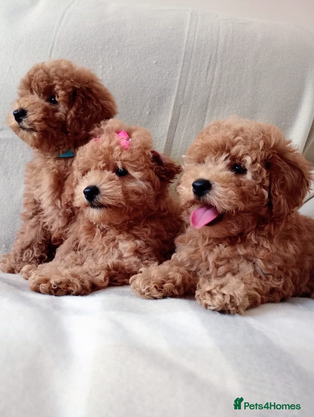 Toy Poodle dogs for sale: Tiny Toy Poodle - Image 2