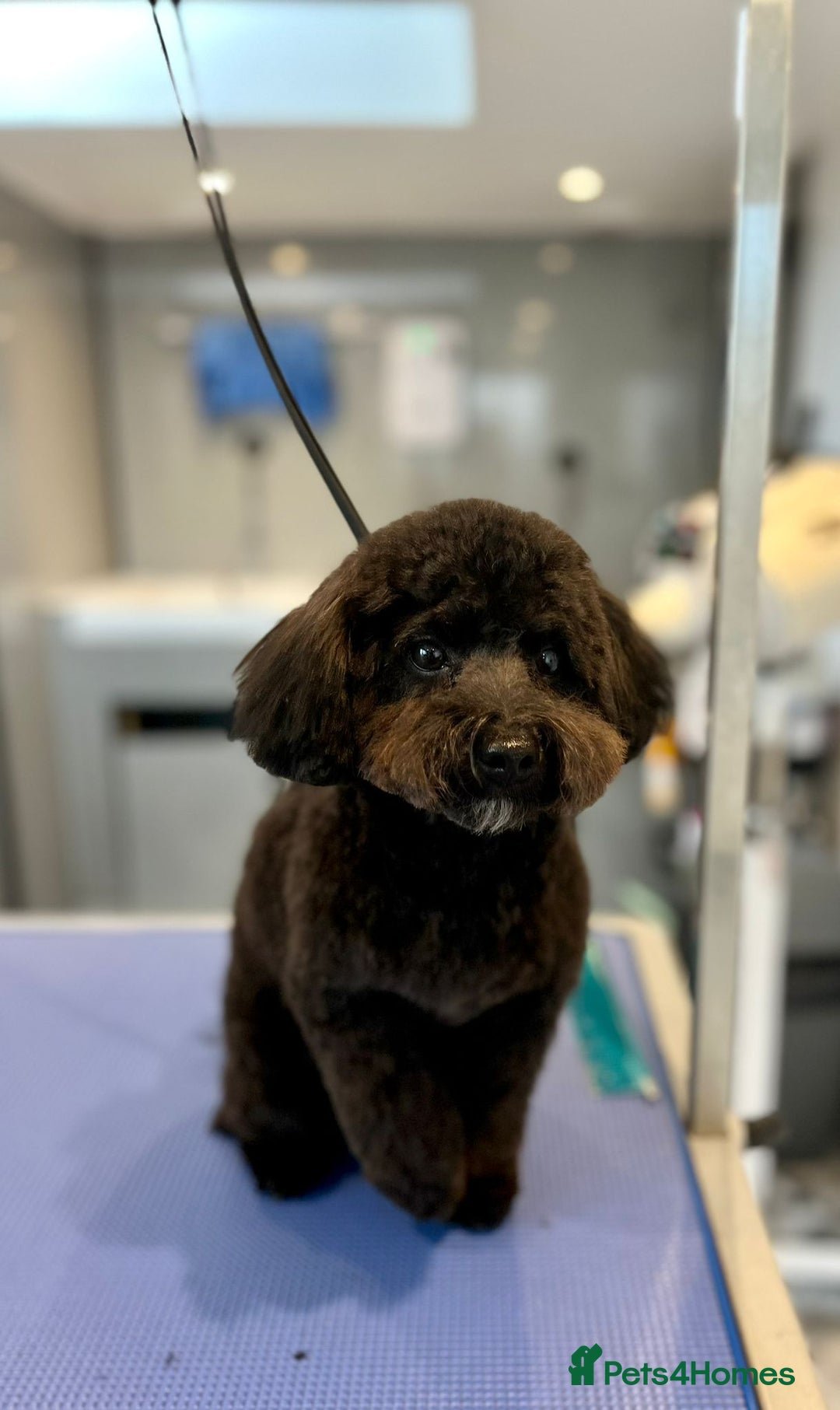 Toy Poodle dogs for stud: Silver Toy poodle  in Verwood - Advert 13