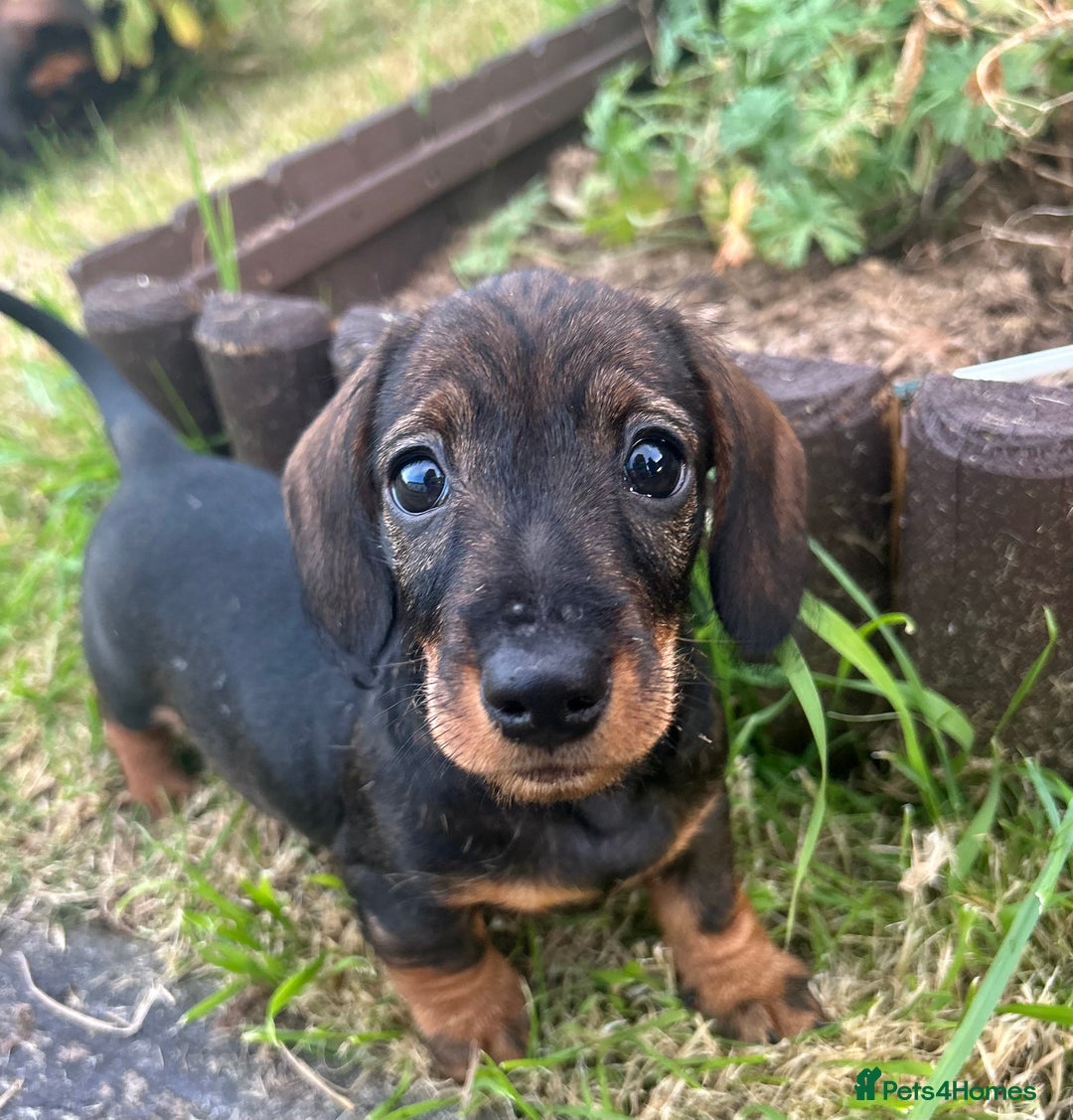 Miniature Dachshund dogs for sale: Miniature Wire Haired Dachshund Puppies - Image 6