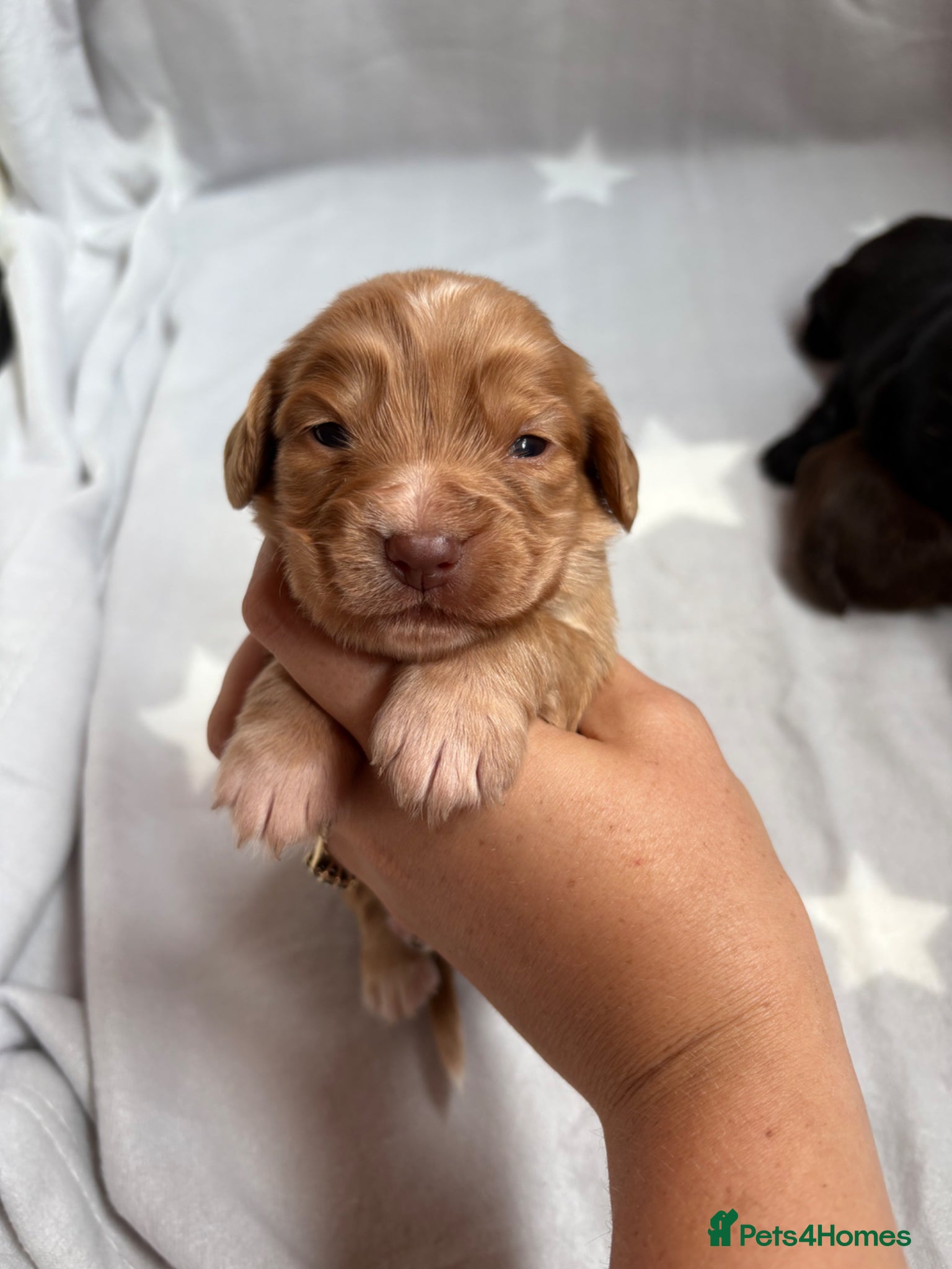 Cocker Spaniel dogs for sale: Stunning Working Cocker spaniels  - Advert 14