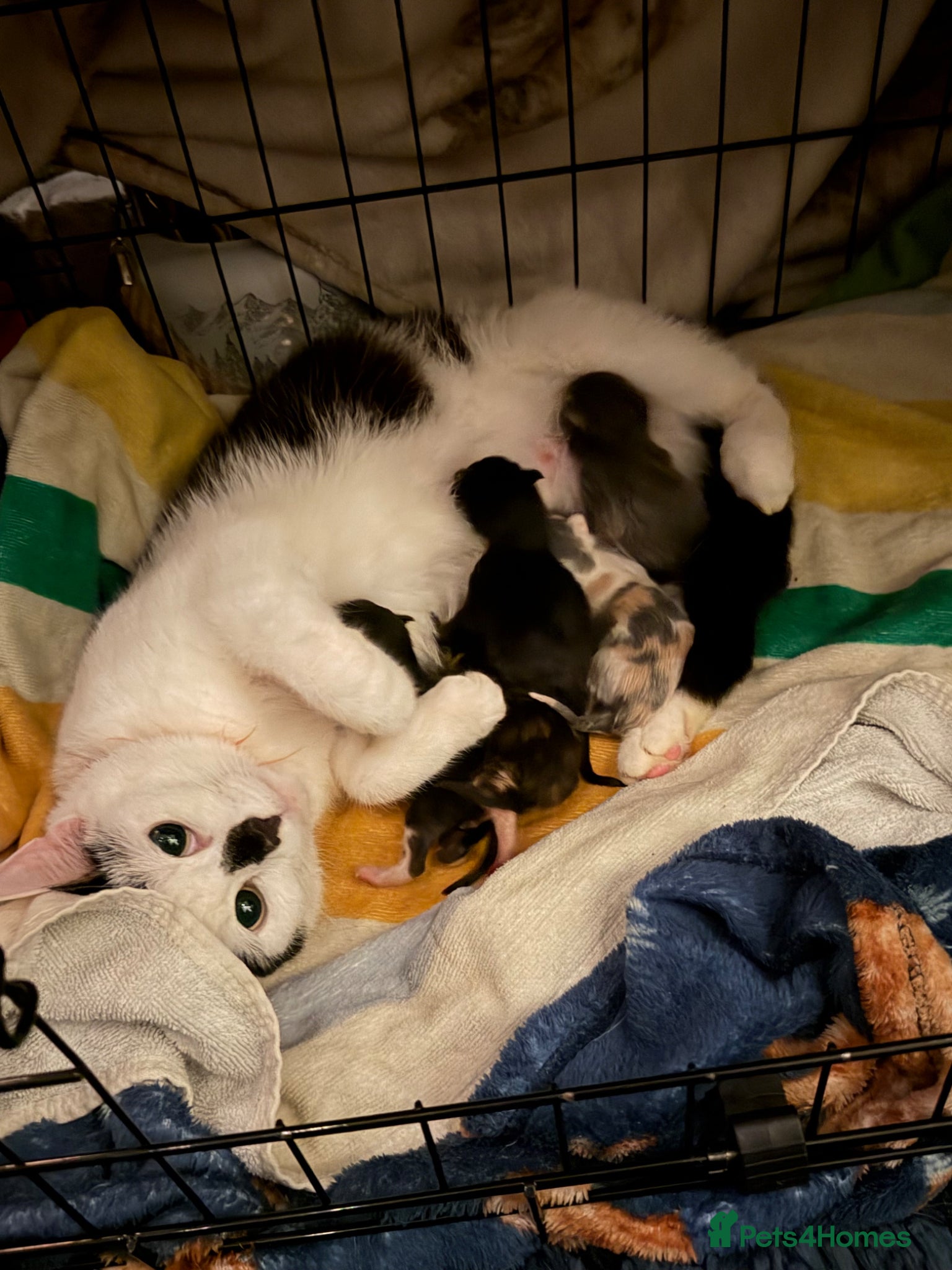 Mixed Breed cats Two beautiful boys - Advert 2