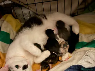 Mixed Breed cats Two beautiful boys - Advert 7