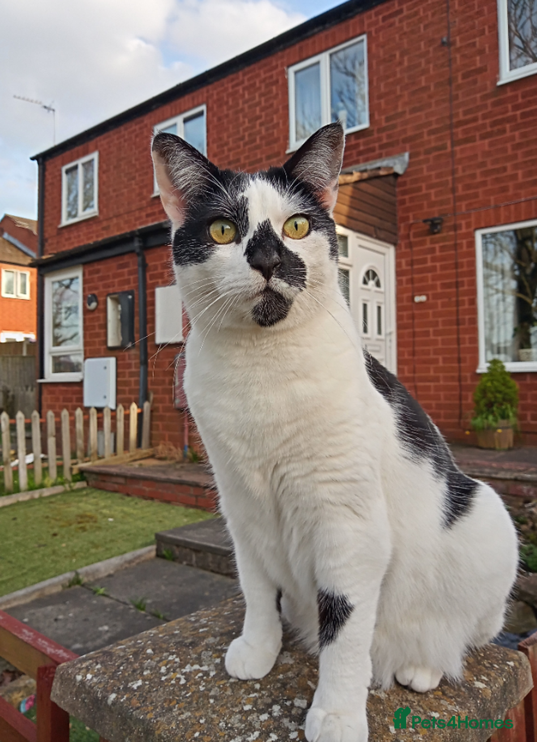 British Longhair cats for sale: Beautiful 5yo longhair looking for a calm home - Advert 2
