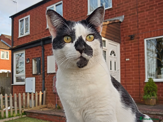 British Longhair cats Beautiful 5yo longhair looking for a calm home - Advert 2