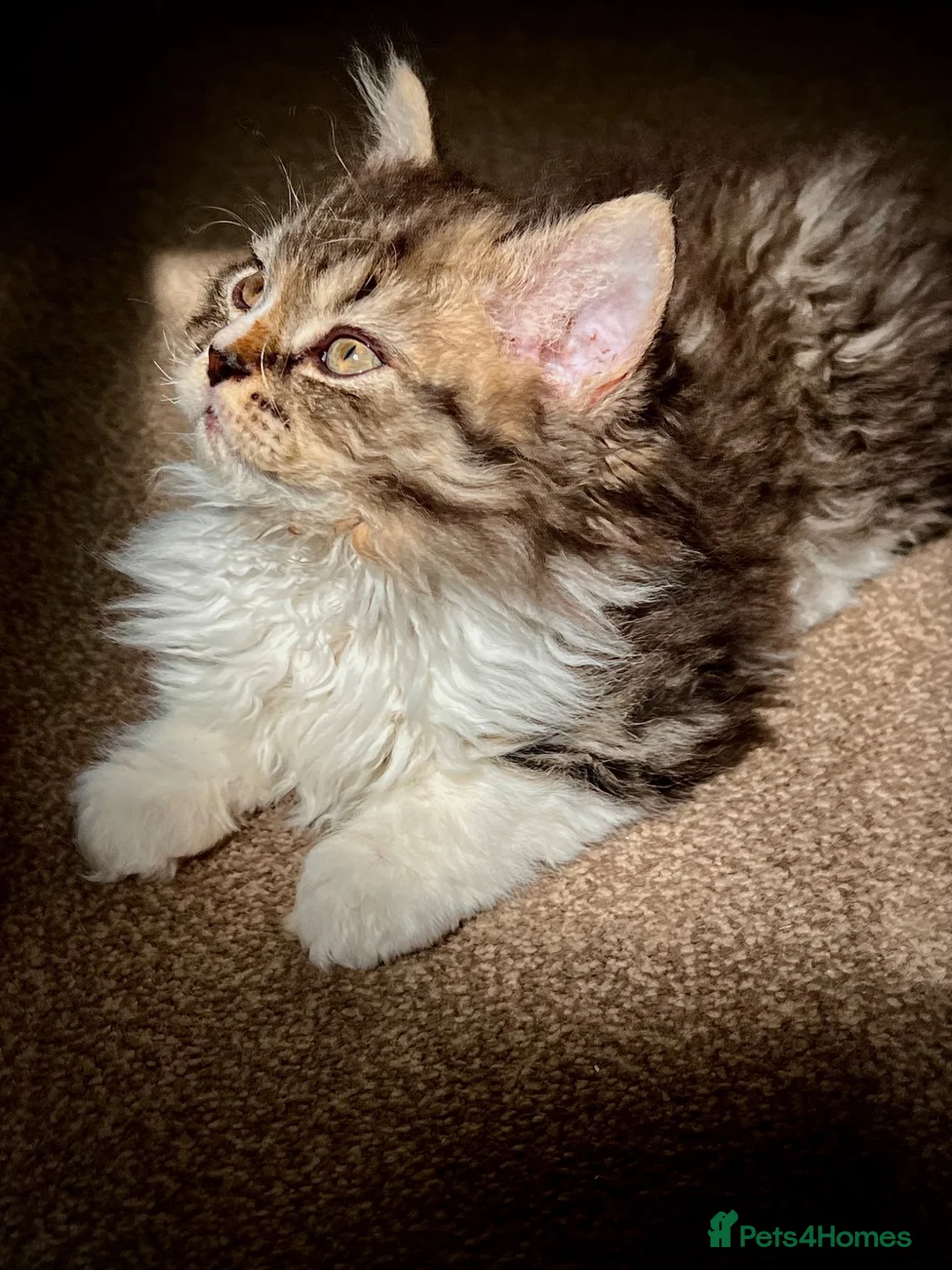 Selkirk Rex cats for sale: Beautiful Selkirk rex kitten  - Advert 2