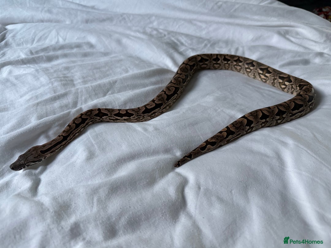Boa Snake reptiles for sale: Dumerils Boa - Advert 5