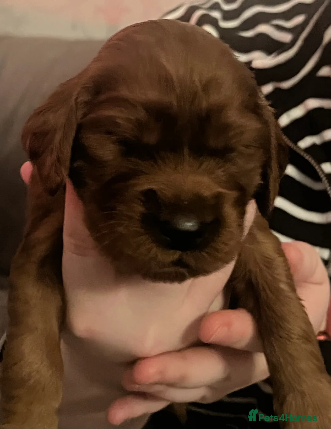 Irish Setter dogs for sale: Quality Irish setter puppies KC Registered - Advert 8