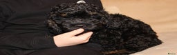 Cockapoo dogs for sale: American unique Black & Tan Cockapoo Girl - Advert 6