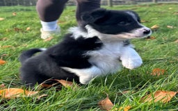 Border Collie dogs for sale: Border Collie puppies - Image 15