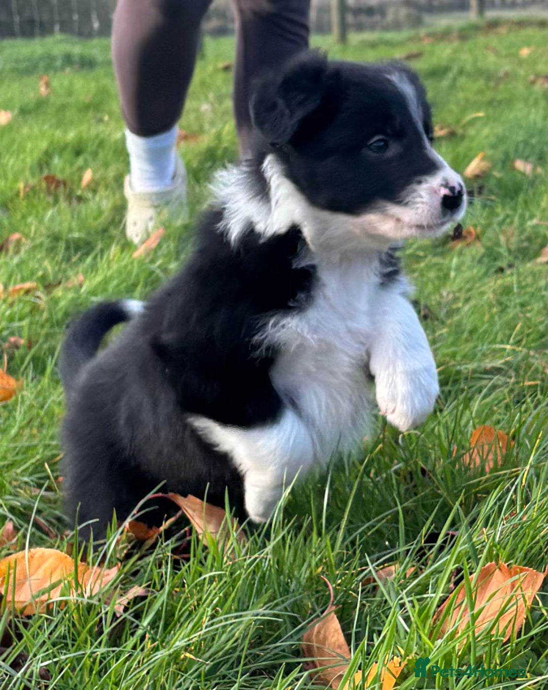 Border Collie dogs for sale: Border Collie puppies - Image 15