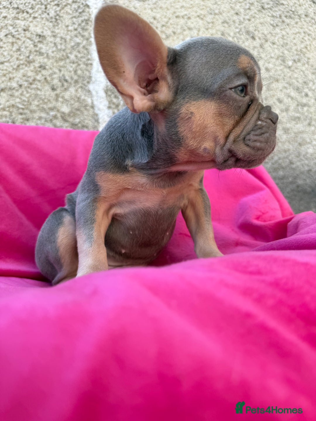 French Bulldog dogs for sale: 🔥READY TODAY Quality KC French Bulldog Puppies✨🔥 - Image 32