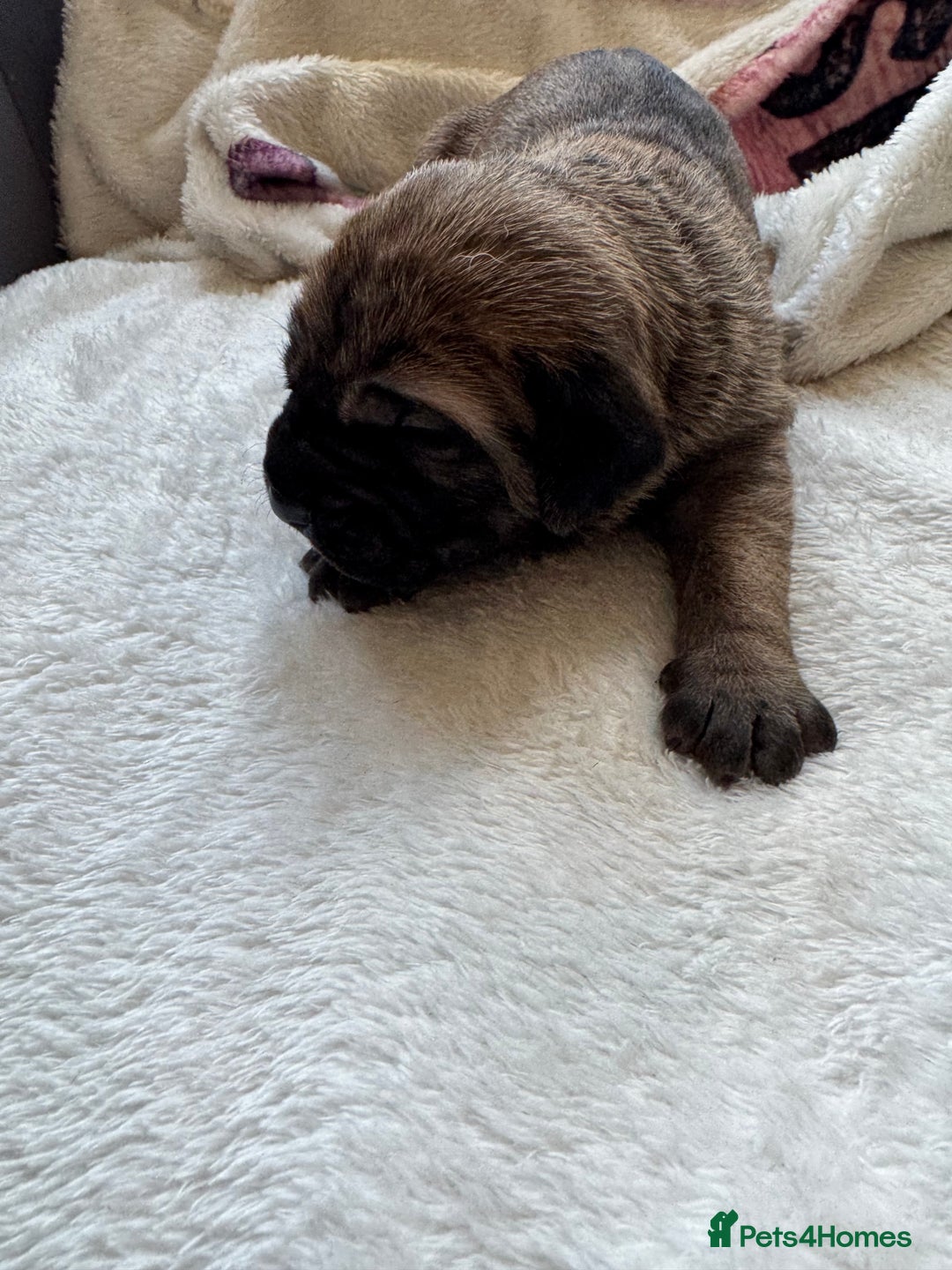 Cane Corso dogs for sale: 6 beautiful cane Corso puppies  - Advert 17