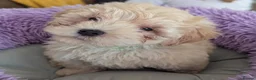 Maltipoo dogs for sale: F1 Maltipoo Puppies For Sale  - Advert 9