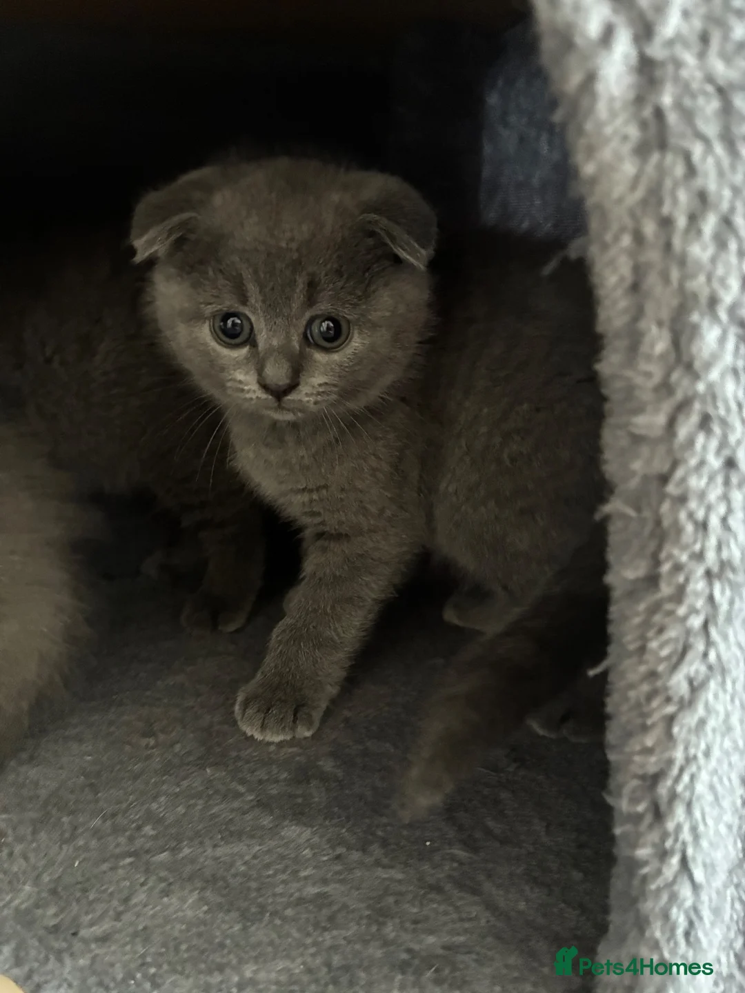Scottish Fold cats for sale: Beautiful Scottish fold kittens - Advert 5
