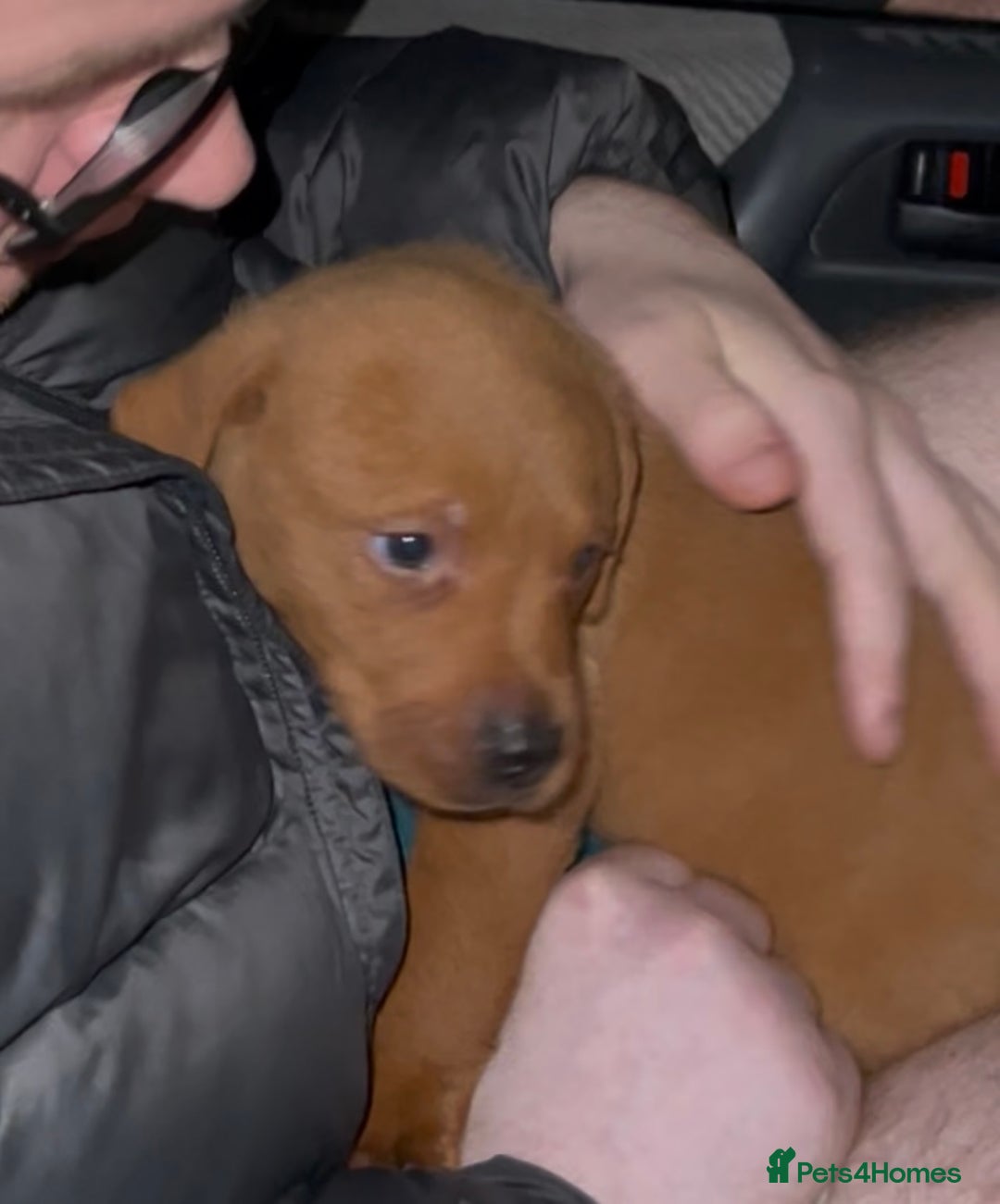 Labrador Retriever dogs for sale: Labrador Puppies - Advert 26