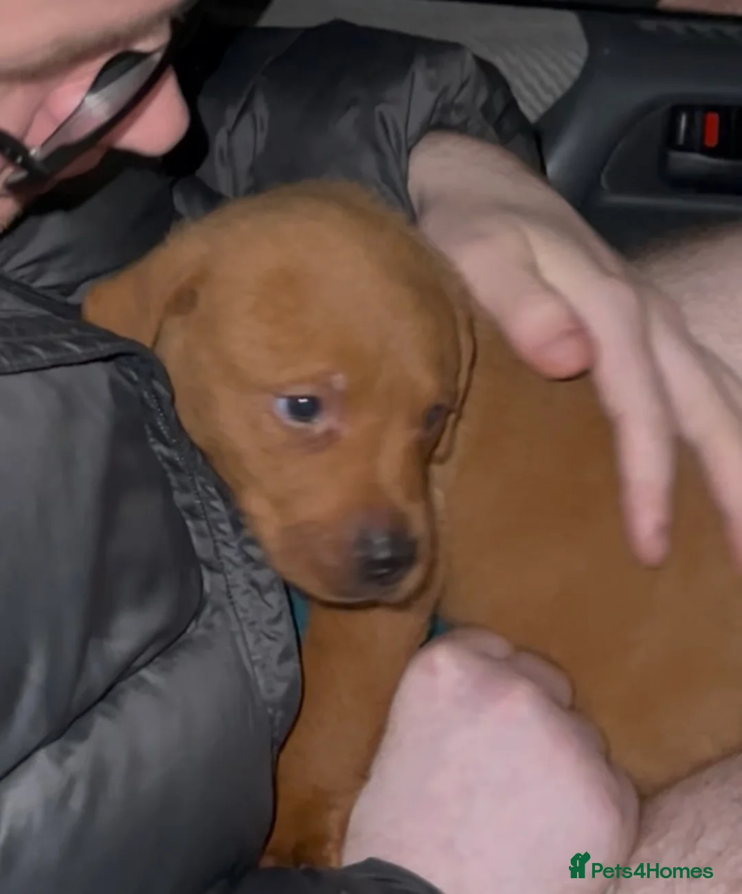 Labrador Retriever dogs for sale: Labrador Puppies - Advert 26