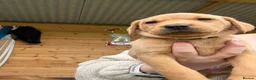 Labrador Retriever dogs for sale: Fox red lab puppies looking for forever homes - Advert 13