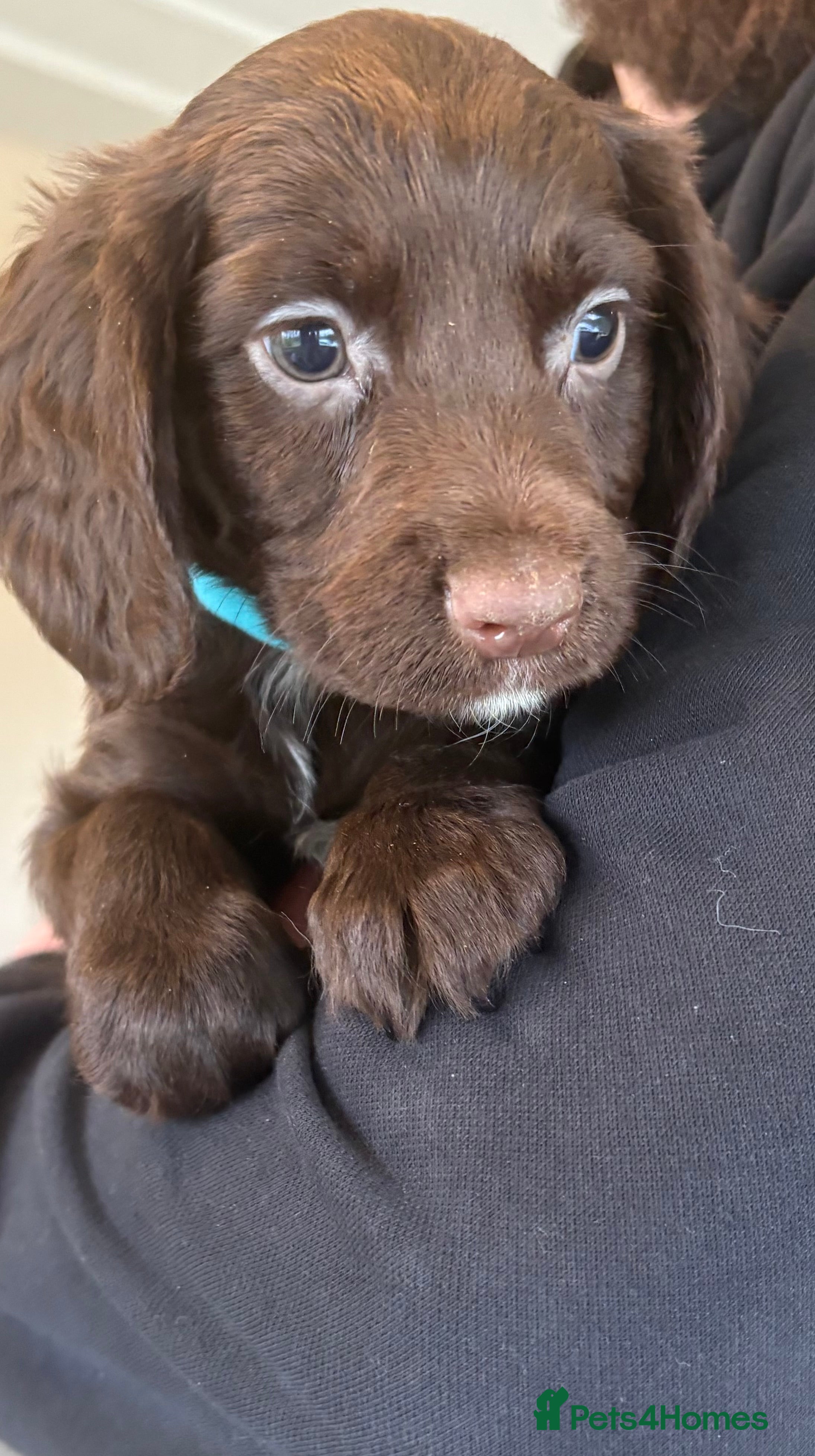 Sprocker dogs Beautiful Sprocker Puppies  - Advert 8