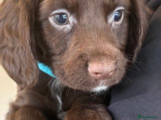 Sprocker dogs Beautiful Sprocker Puppies - Advert 8