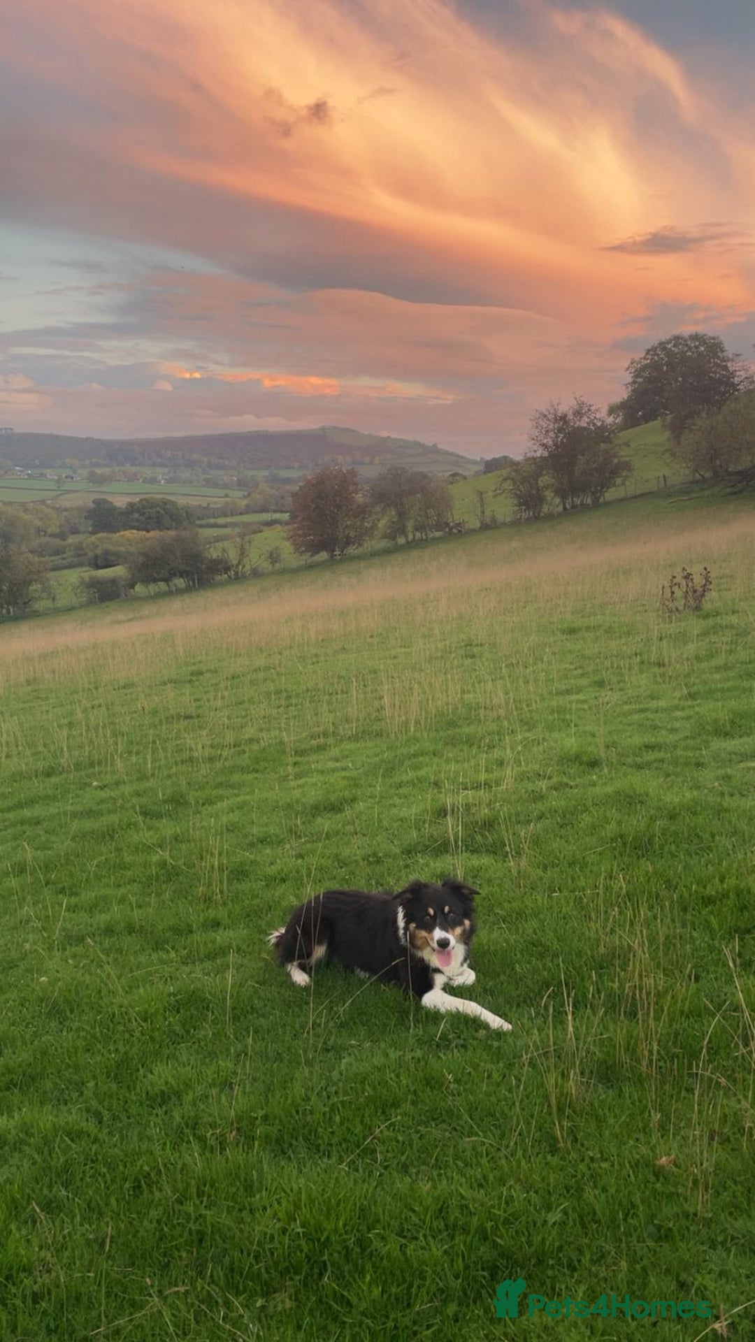 Border Collie dogs for sale: Beautiful collie Bitch - Advert 3