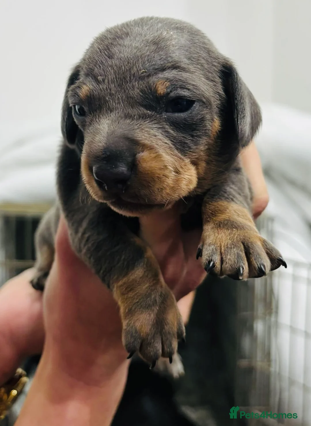 Miniature Dachshund dogs for sale: Miniature Dachshund pups KC reg pra cord1 clear - Advert 2