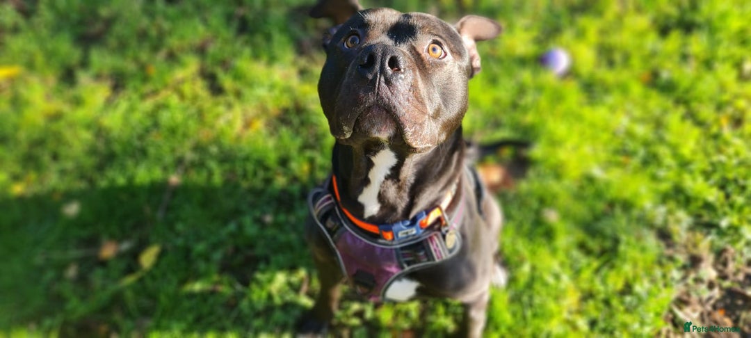 Staffordshire Bull Terrier dogs for adoption: Fernando - Image 1