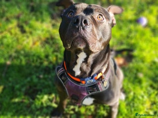 Staffordshire Bull Terrier dogs - Advert 1