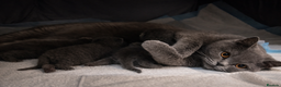 British Shorthair cats for sale: British Shorthair Kittens Looking for Loving Home - Advert 9