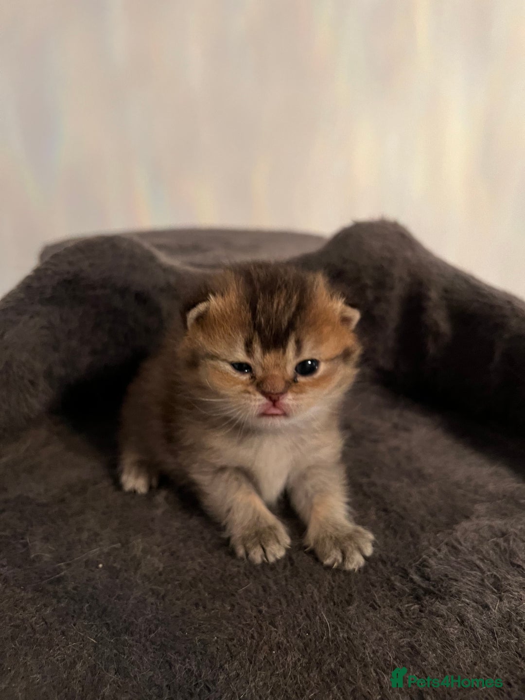 British Shorthair cats for sale: British Shorthair kittens  - Advert 5