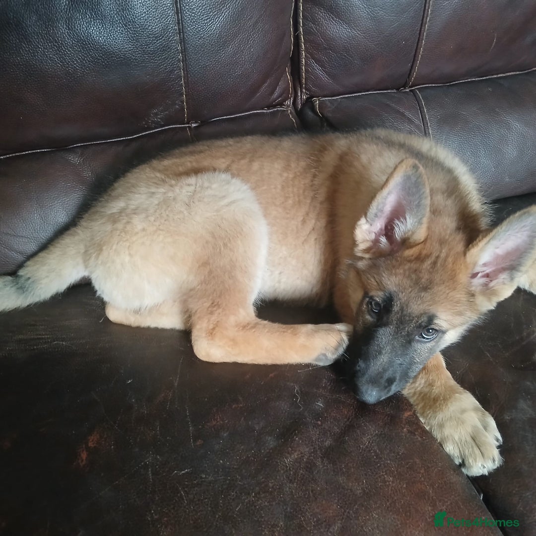 German Shepherd dogs for sale: Beautiful German Shepherd Puppies - Image 28