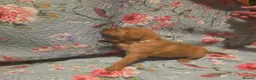 Labrador Retriever dogs for sale: Little Labradors, Ready for Their Next Adventure in Derby - Advert 28