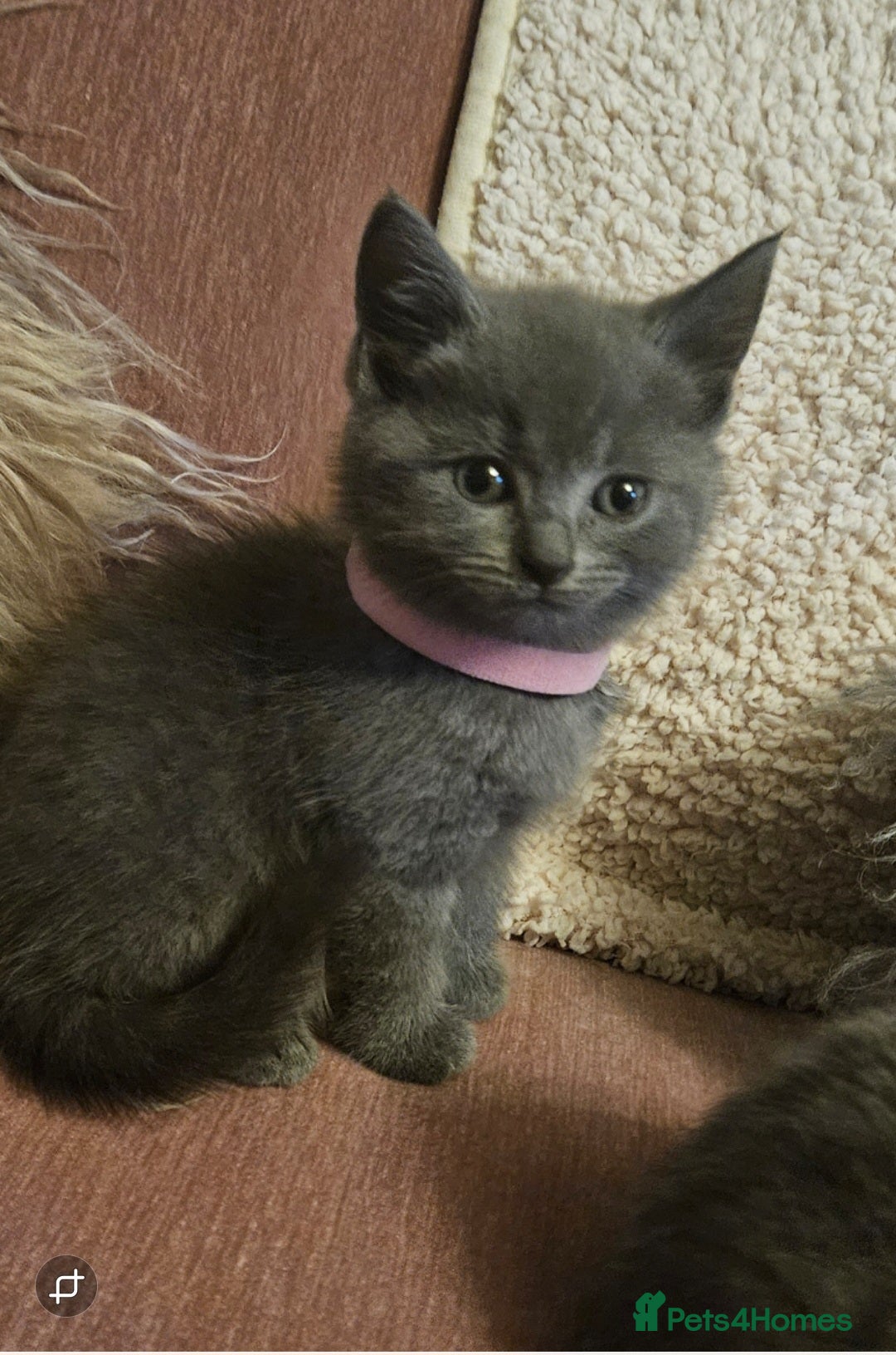 British Shorthair cats for sale: BRITISH SHORTHAIR X SCOTTISH FOLD - Image 5
