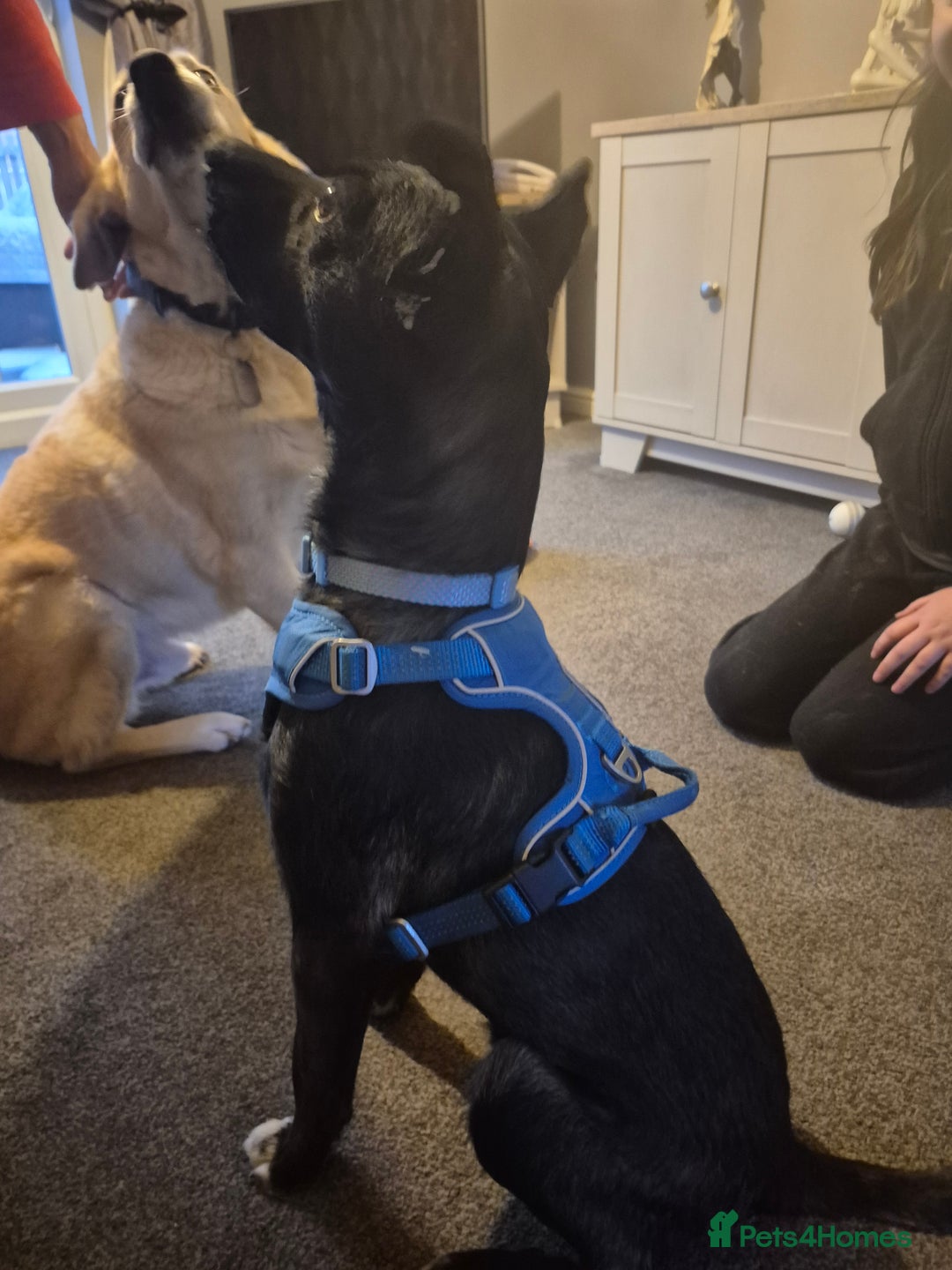 Mixed Breed dogs for adoption: PUPI!  - Advert 8