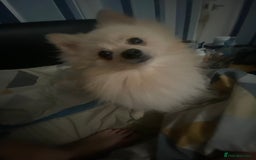 Pomeranian dogs for stud: Male STUD not for SALE!! Name Katakury.  - Image 2