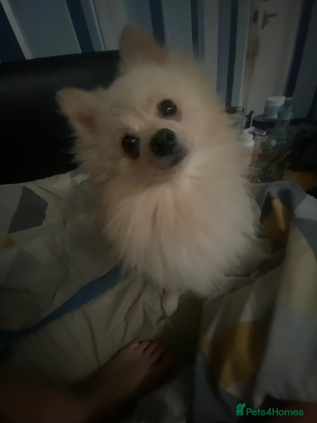 Pomeranian dogs for stud: Male STUD not for SALE!! Name Katakury.  - Image 2