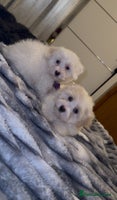 Bichon Frise dogs - Advert 1
