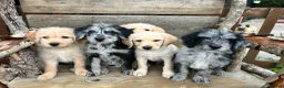 Labradoodle dogs for sale: Toy Labradoodle Puppies - Ready Now!  - Advert 7