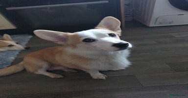 Welsh Corgi Pembroke dogs Well bred pembs pups DNA clear DM,eic, Vwd ,pra - Advert 8