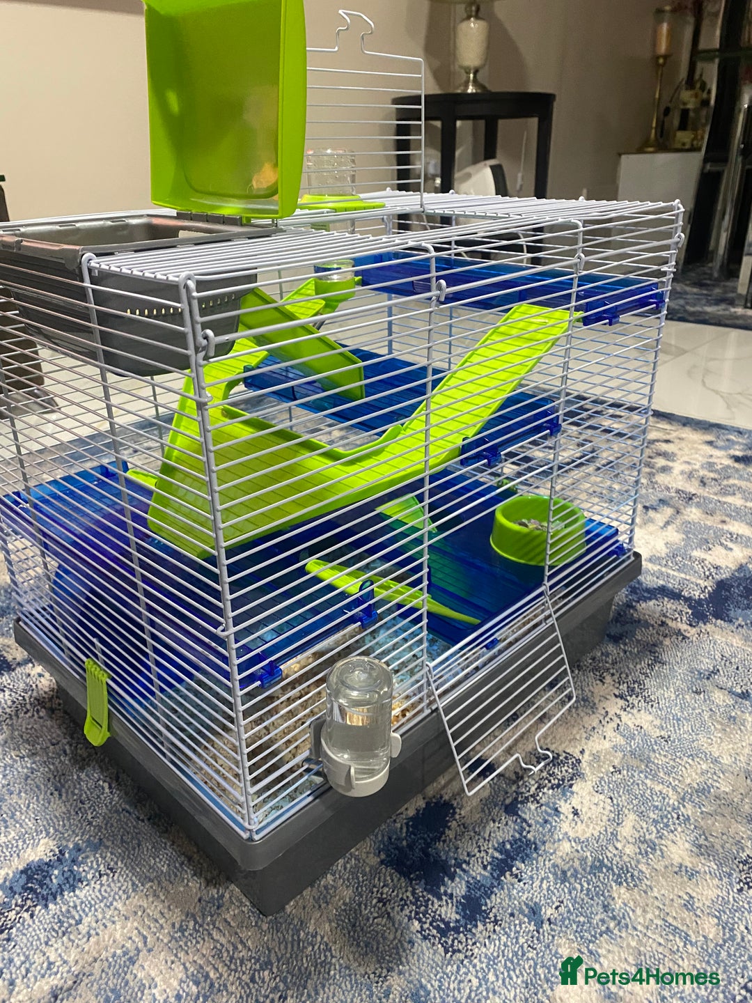 Hamster rodents for sale: Russian White Dwarf Hamster (and belongings!) - Advert 3