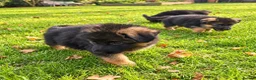 German Shepherd dogs for sale: World class German Shepherds - Advert 5