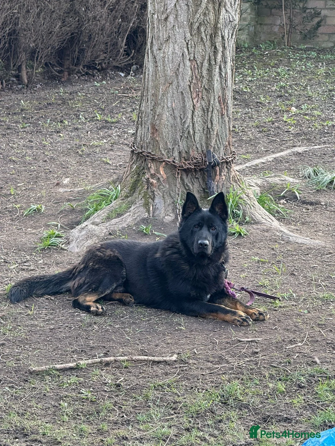 German Shepherd dogs for sale: German Shepherd Puppies Exceptional Bloodlines - Advert 1