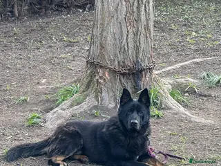 German Shepherd dogs German Shepherd Puppies Exceptional Bloodlines - Advert 1