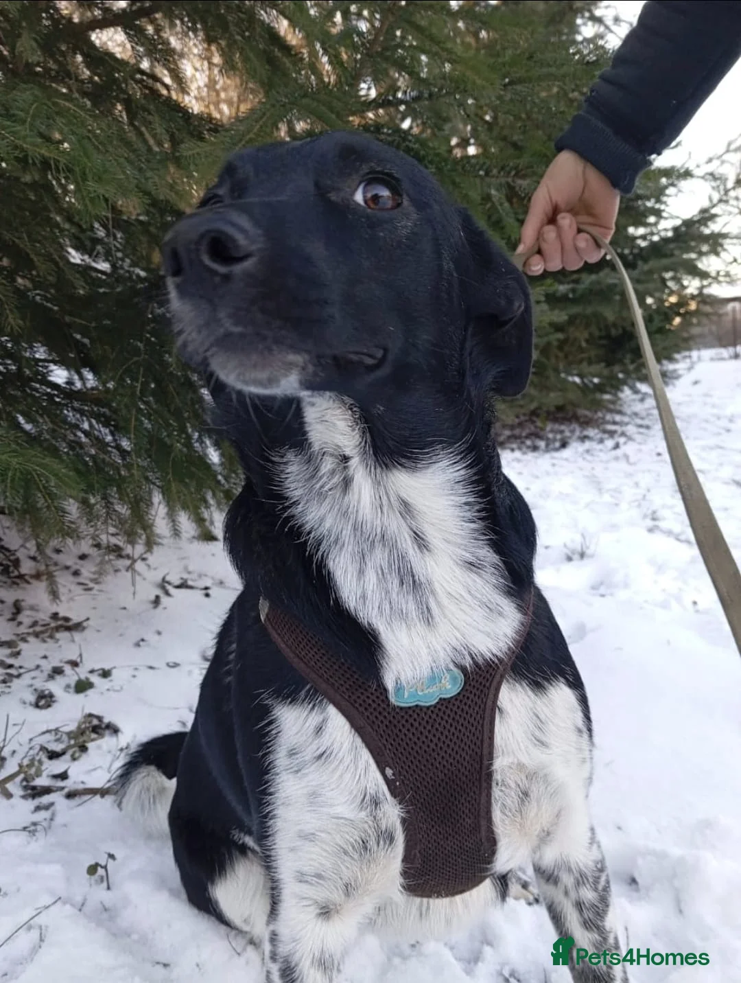 Mixed Breed dogs for adoption: ❤️GEMMIE❤️1yo girl, who chose life, people and fun - Advert 13