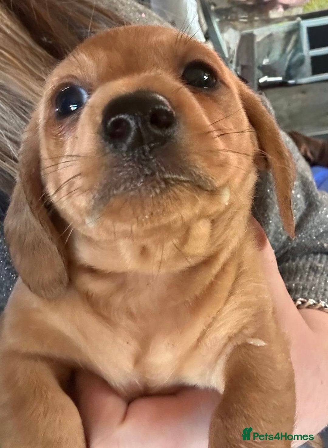 Miniature Dachshund dogs for sale: Miniature Dachshund pups - Advert 10