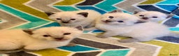 Siamese cats for sale: Beautiful Siamese kittens - Advert 3
