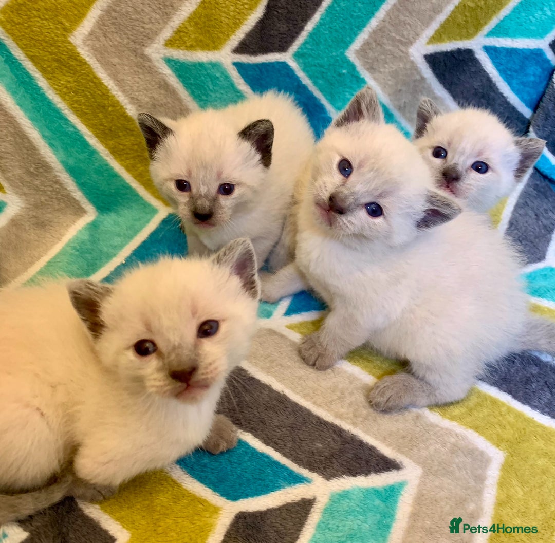 Siamese cats for sale: Beautiful Siamese kittens - Advert 3