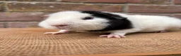 Guinea Pig rodents for sale: Stunning teddy boars - Advert 7