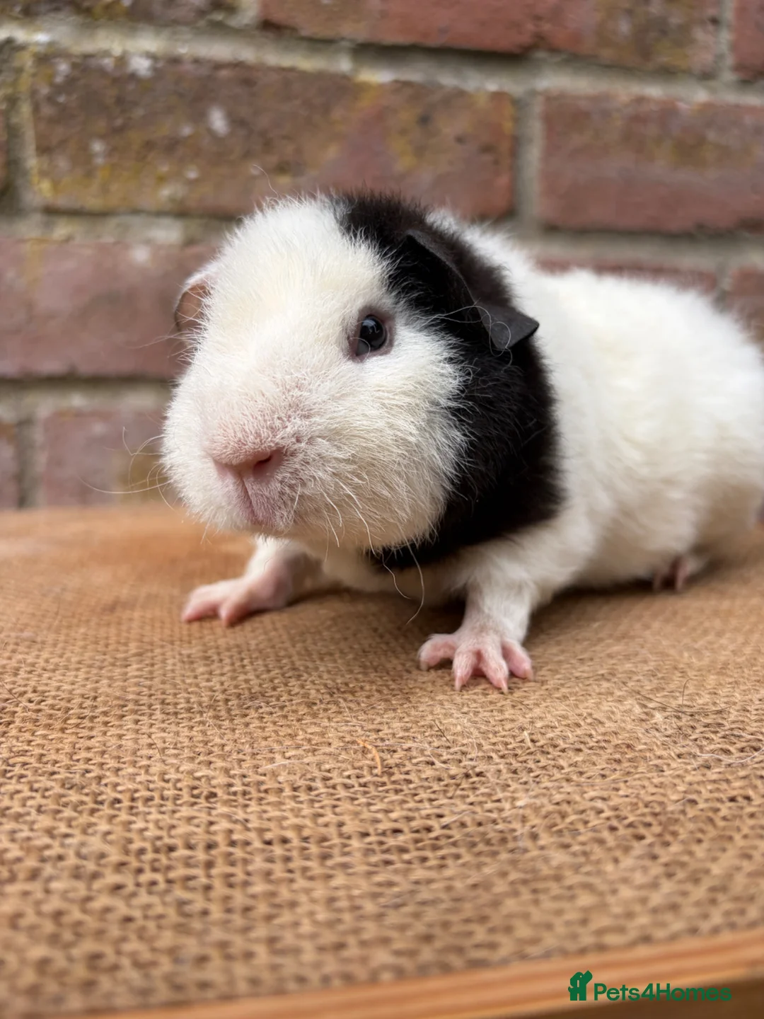 Guinea Pig rodents for sale: Stunning teddy boars - Advert 7