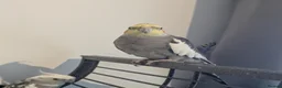 Cockatiels birds for sale: John cockatiels - Advert 3