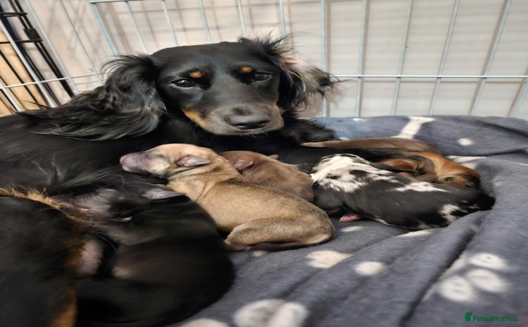 Mixed Breed dogs - Advert 4